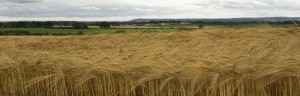 barleyfield