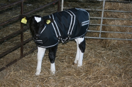 calf-jacket-cosy
